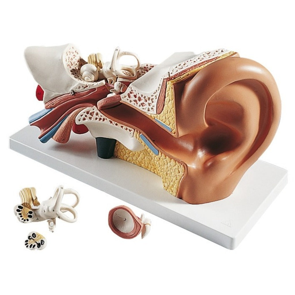 OREILLE GEANTE 4 parties 34x16x19cm