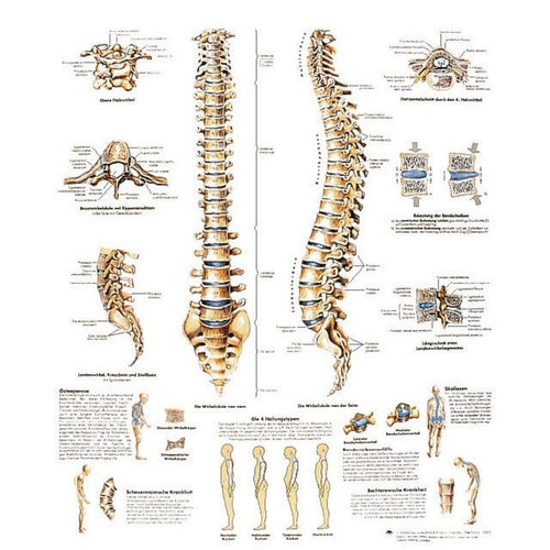 Planche anatomique - Colonne vertébrale