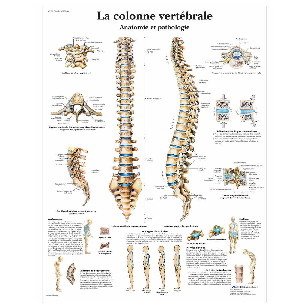 Planche anatomique Colonne vertébrale - 3B Scientific