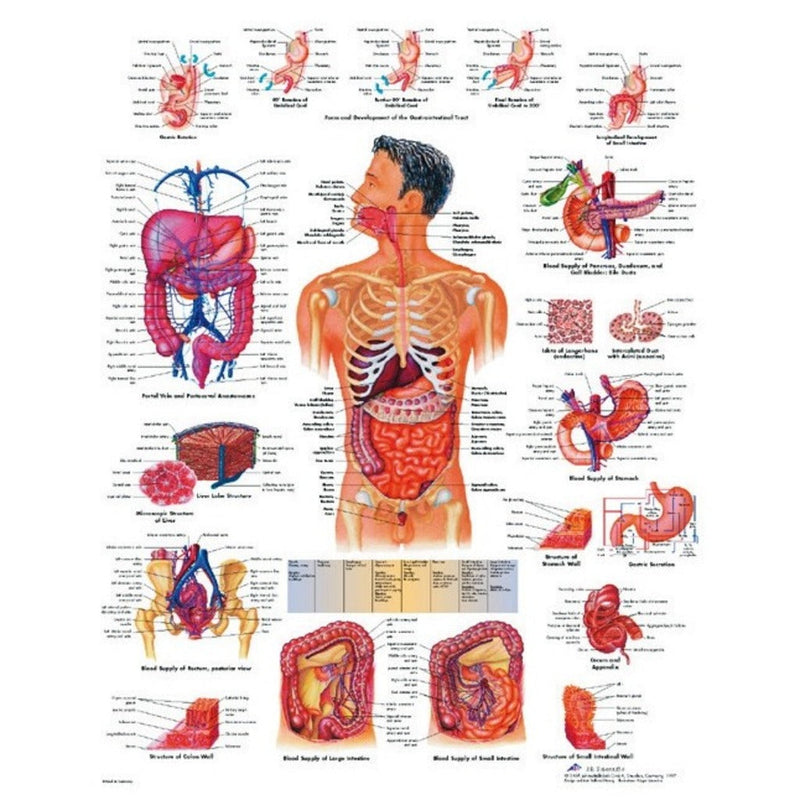 Planche anatomique - Système digestif