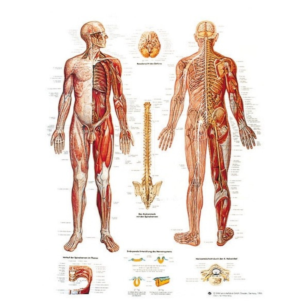 Planche anatomique - Système nerveux