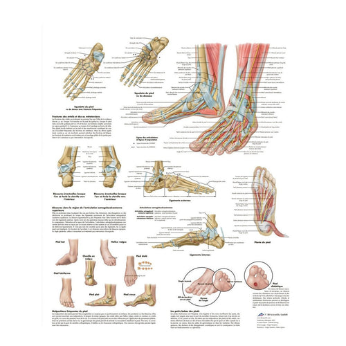 Planche anatomique - Pied et cheville