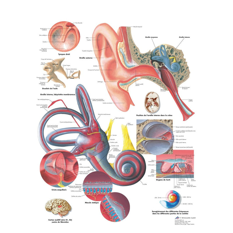 Planche anatomique - Oreille humaine