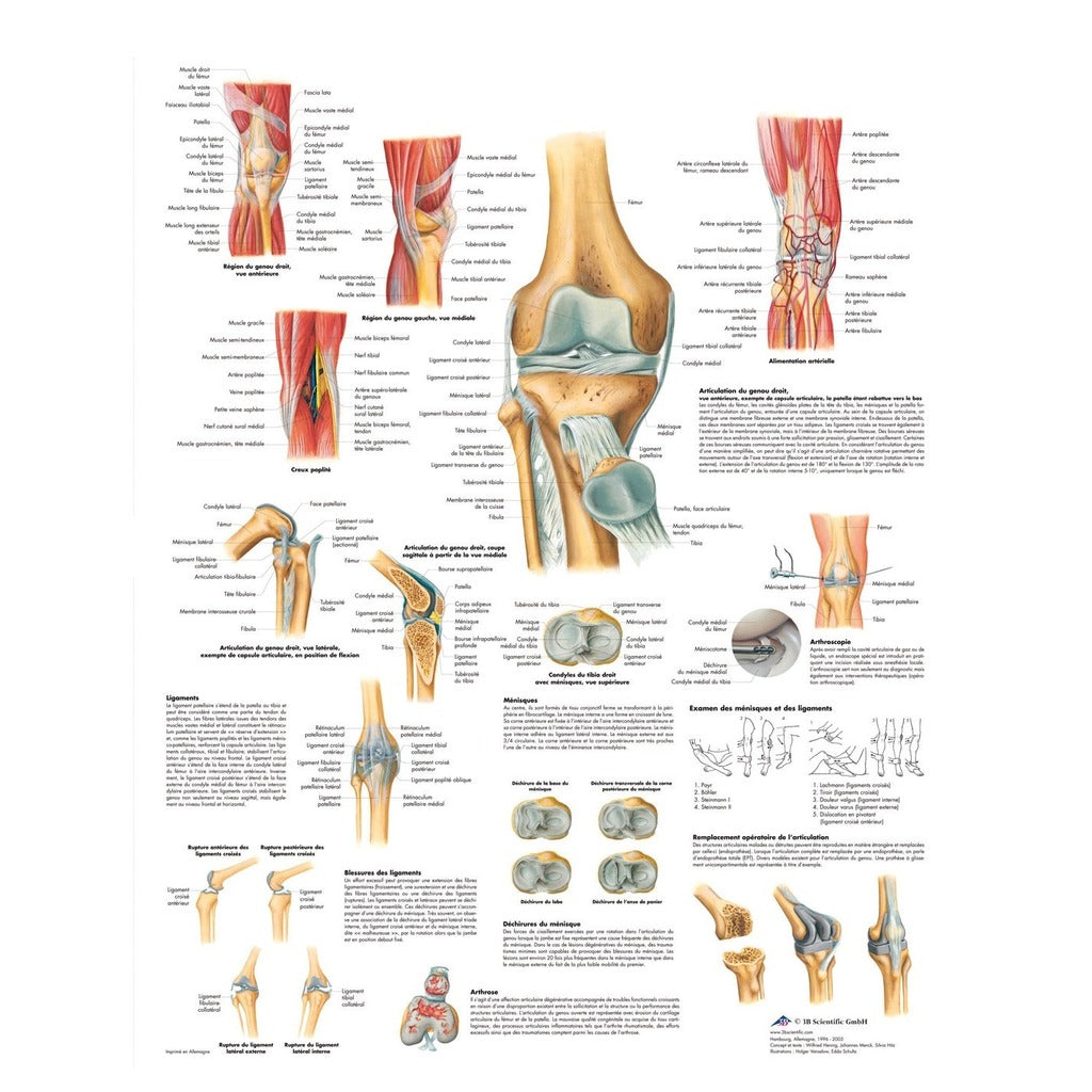 Planche anatomique - Articulation du genou