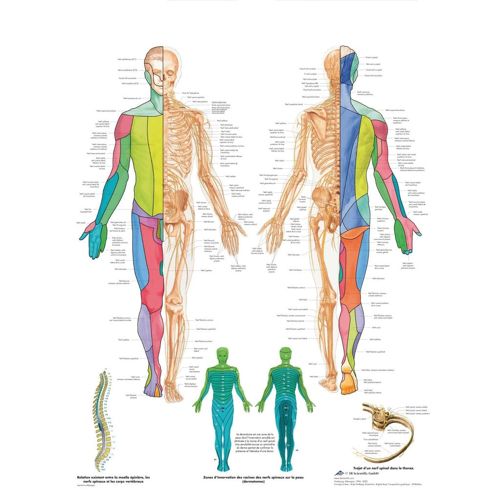 Planche anatomique Nerfs Spinaux - 3B Scientific