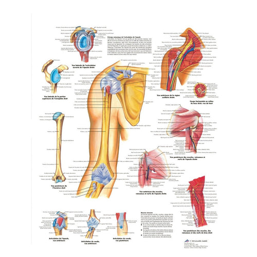 Planche anatomique - Epaule et coude