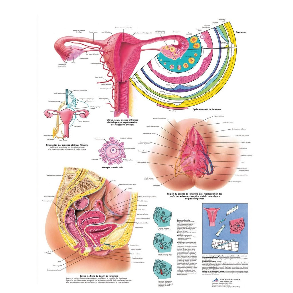 Planche anatomique Organes génitaux féminins - 3B Scientific